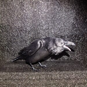 creopop.co.uk black painted, 3d printed crow image